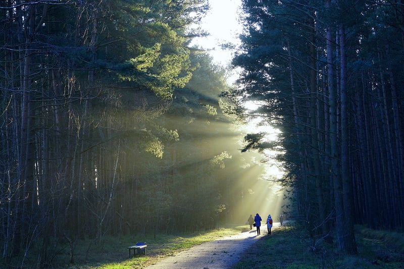 Forest path for walking meditation